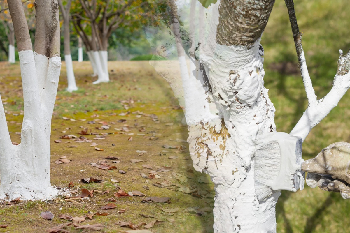 Motivul incredibil pentru care se vopsesc în alb trunchiurile copacilor