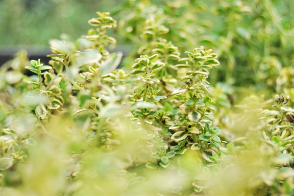 Planta care tine departe insectele de casa ta. Nu necesita ingrijire speciala, este si foarte parfumata 1