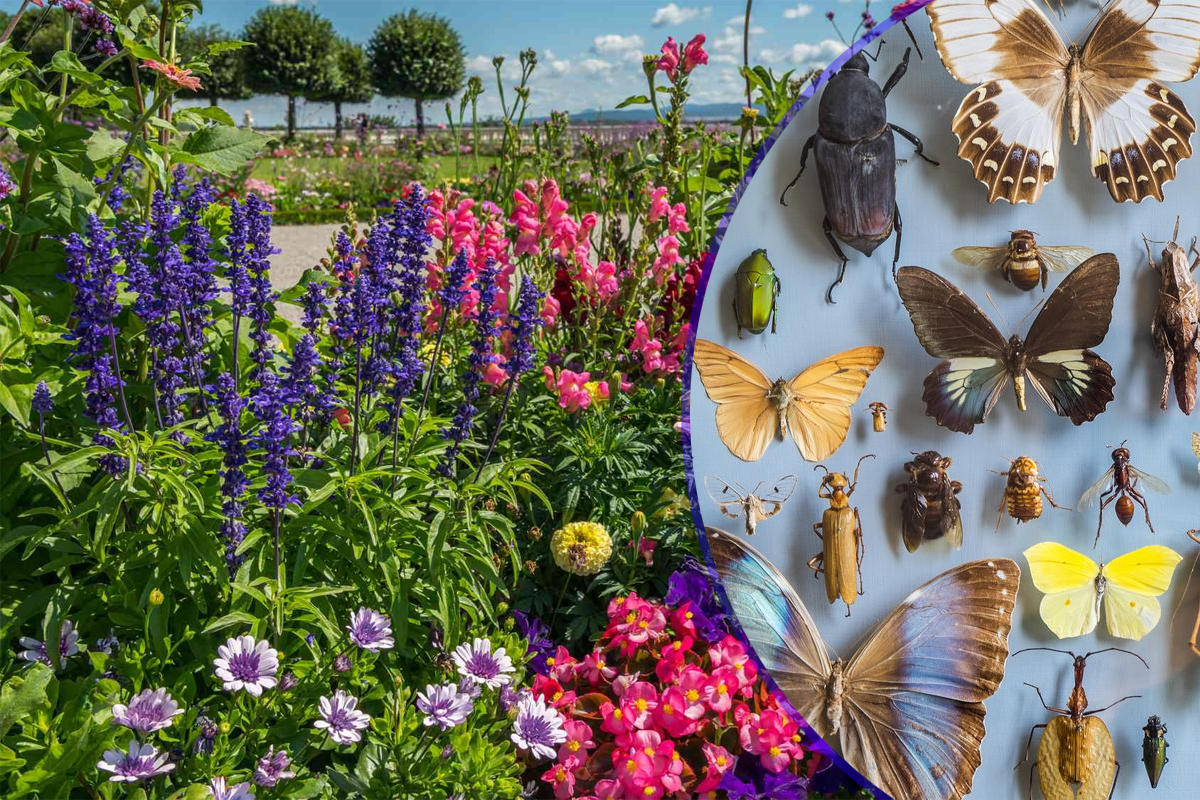 Planta care ține departe insectele de casa ta