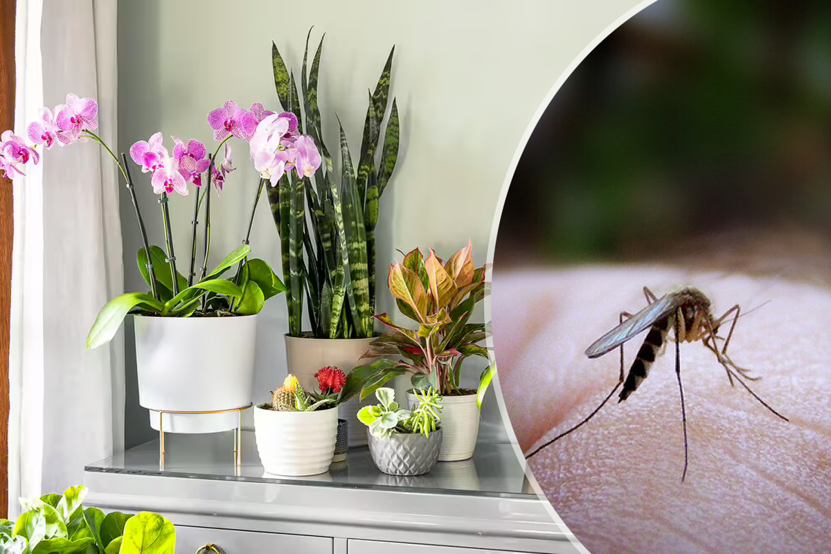 Planta care ține țânțarii la distanță