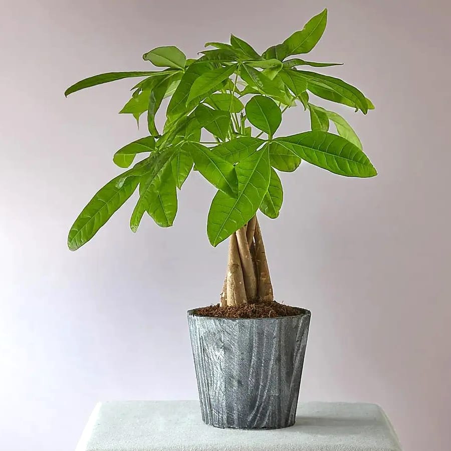 Planta pe care trebuie să o ai în casă pentru a avea noroc. Atrage banii și iubirea