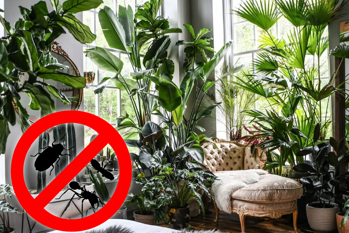 Plante care țin departe gândacii de casa ta. Sunt un aliat de nădejde împotriva acestor insecte