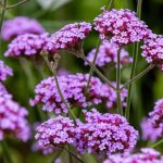 Plante de balcon care iubesc soarele. Sunt ușor de îngrijit și arată superb, toți vecinii te vor invidia