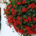 Plante de balcon care iubesc soarele. Sunt ușor de îngrijit și arată superb, toți vecinii te vor invidia
