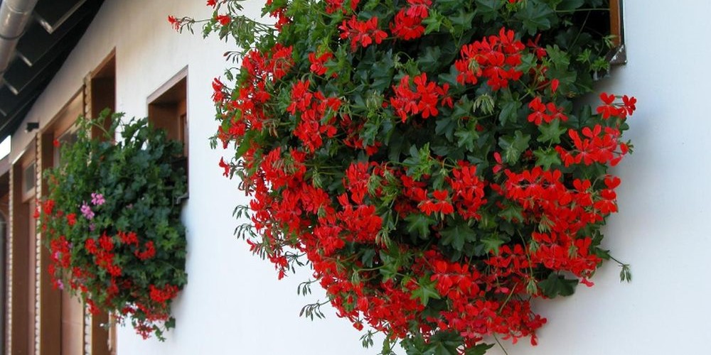 Plante de balcon care iubesc soarele. Sunt ușor de îngrijit și arată superb, toți vecinii te vor invidia