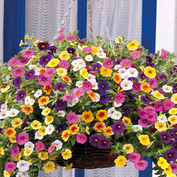 Plante de balcon care iubesc soarele. Sunt ușor de îngrijit și arată superb, toți vecinii te vor invidia