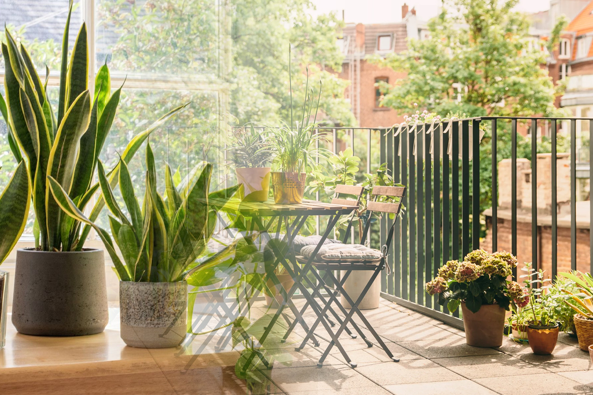 Plante de balcon care iubesc soarele. Sunt ușor de îngrijit și arată superb, toți vecinii te vor invidia