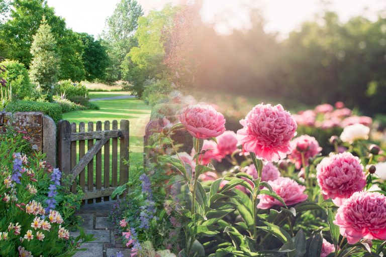 Plante de grădină care înfloresc toată vara. Sunt superbe, te vei bucura de o grădină minunată