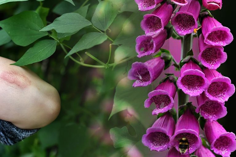 Plante otrăvitoare din grădină. Au o frumusețe aparte, nici nu ai bănui că sunt toxice. Trebuie să scapi imediat de ele