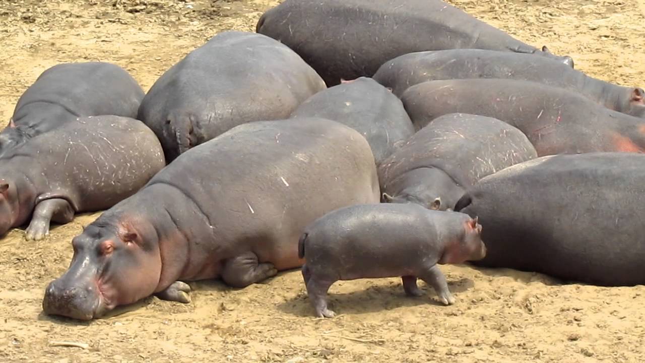 Sunt periculoși hipopotamii