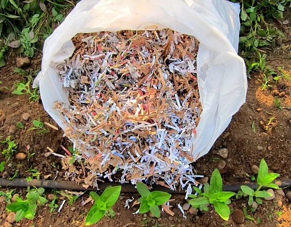 Trucul banal care te scapă definitiv de buruieni. Cu ce trebuie să stropești de fapt în grădină. Rezultatul e uimitor