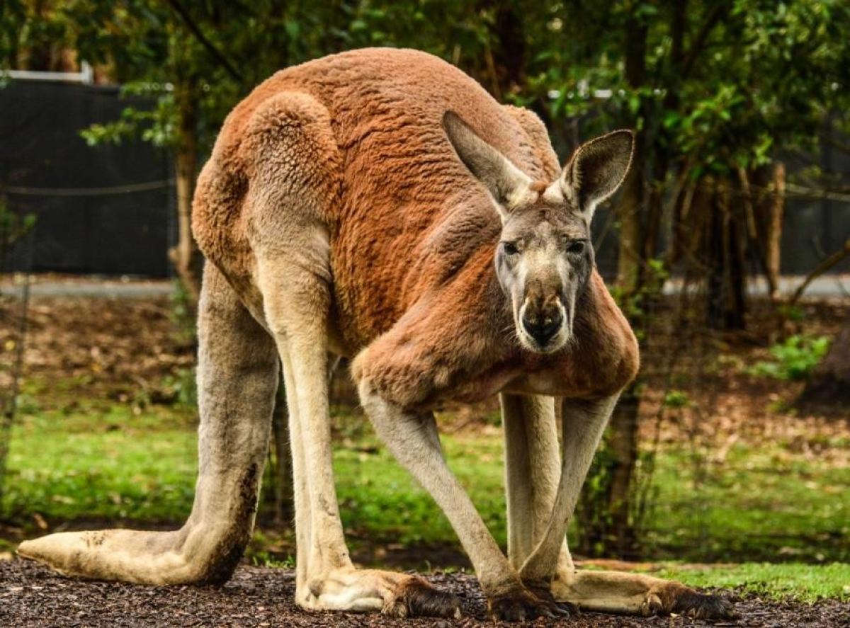 Singurul animal din lume care nu poate merge cu spatele