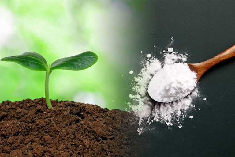 A presărat bicarbonat de sodiu în pământ, apoi a plantat trandafiri. Uimitor ce s-a întâmplat în câteva luni