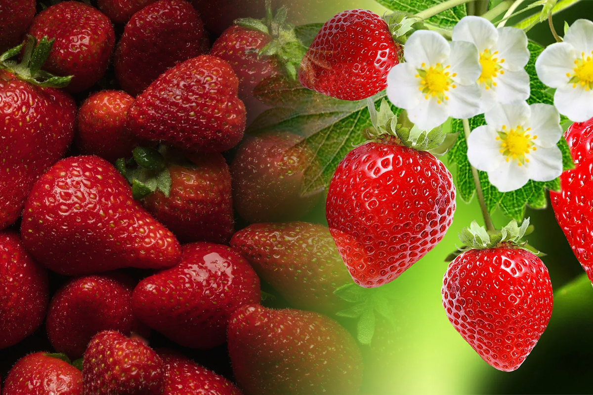 Capsuni sau capsune Cand si cum se foloseste corect. Multi romani fac confuzia