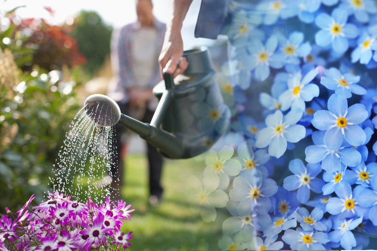 Cât de des să udă florile pe timp de vară