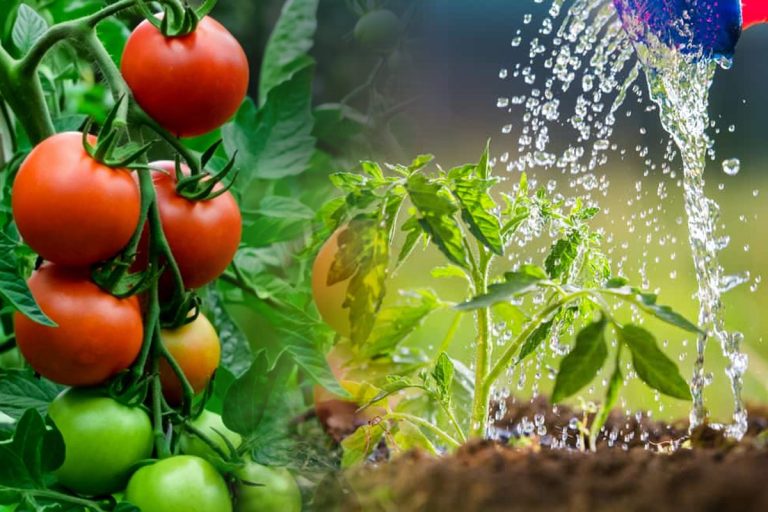 Cât de des trebuie udate roșiile vara. Secretul pentru o recoltă bogată