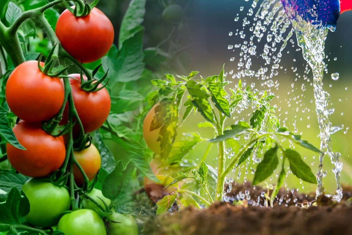 Cat de des trebuie udate rosiile vara. Secretul pentru o recolta bogata