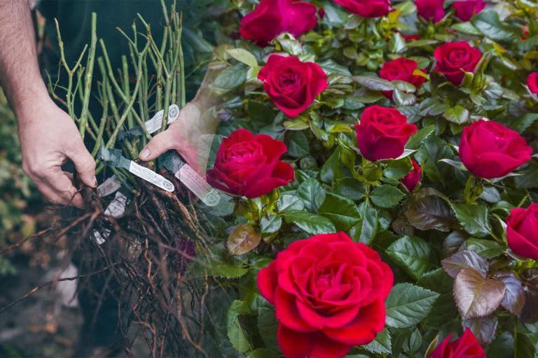 Ce să pui la rădăcina trandafirilor pentru a înflori de mai multe ori pe an. Trucul e extraordinar, secretul pentru o grădină superbă