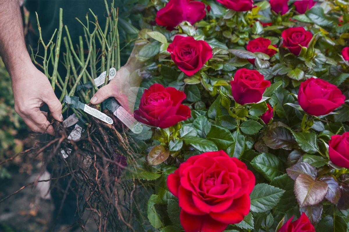 Ce sa pui la radacina trandafirilor pentru a inflori de mai multe ori pe an. Trucul e extraordinar, secretul pentru o gradina superba