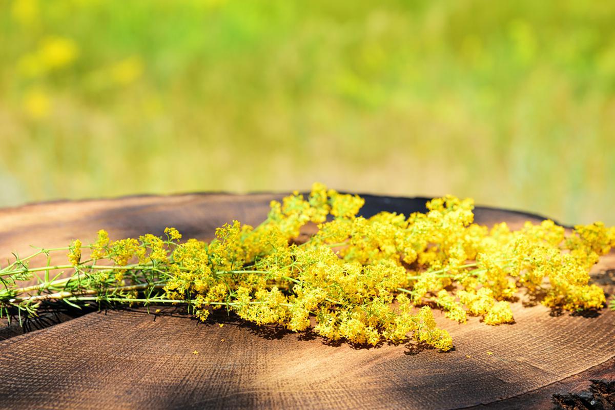 Ce se pune sub pernă de Sânziene