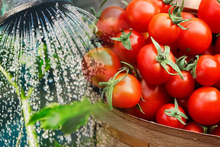 Cu ce e bine să stropești roșiile în luna iunie. Trucul special pentru o recoltă bogată