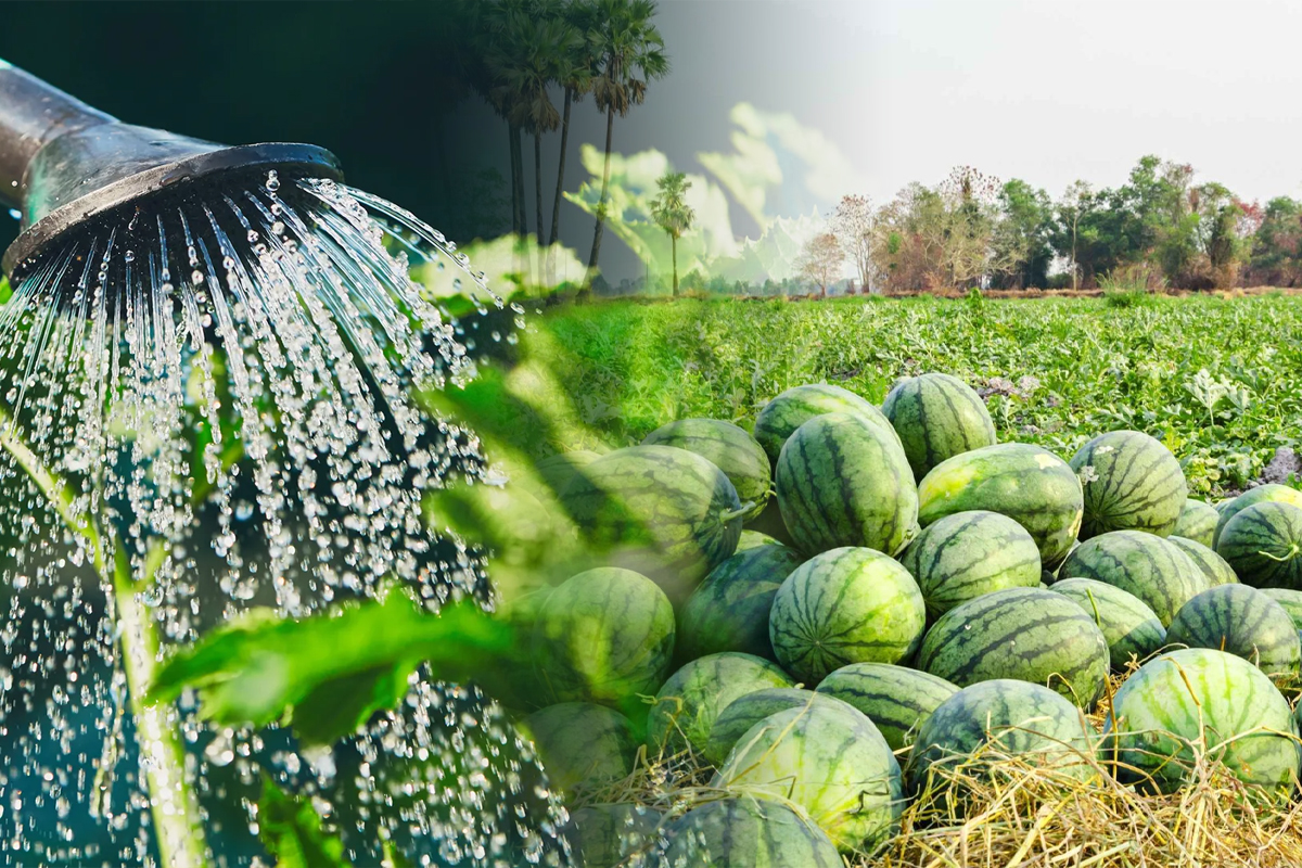 Cu ce sa stropesti pepenii, de fapt. Cand e momentul ideal pentru a aplica tratamentul. Trucul pe care trebuie sa-l stii