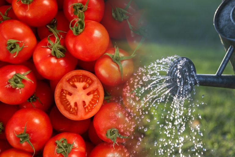 Cu ce să stropești roșiile după copilire. Amestecul care te ajută să ai o recoltă mai bogată