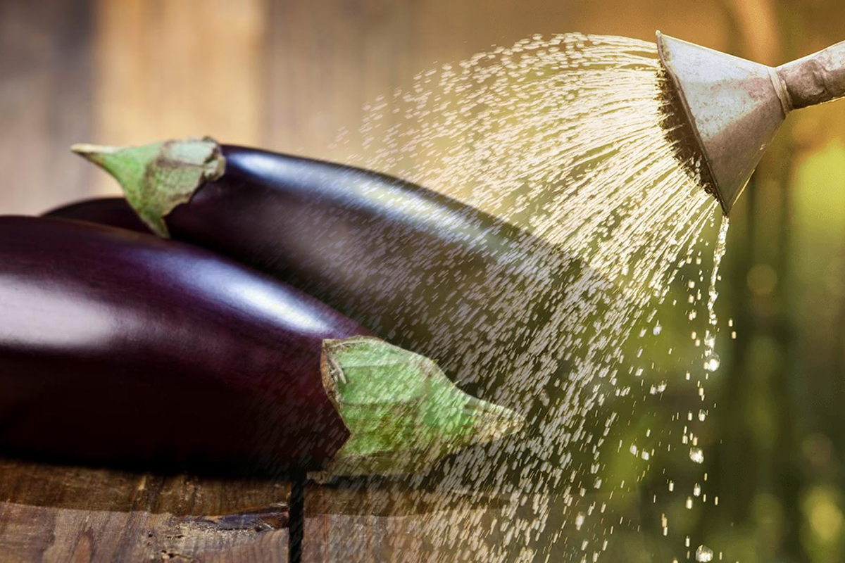 Cu ce se stropesc vinetele de gandaci. Asa scapi cel mai repede de daunatori si vei avea o recolta bogata