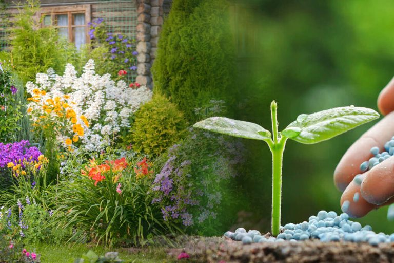 Cum obții cel mai bun îngrășământ pentru plantele din curtea ta. Te scapă de dăunători și te ajută să ai o grădină bogată