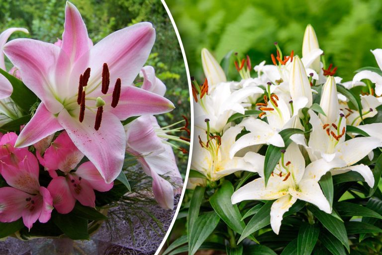 Cum se îngrijesc corect crinii de grădină. Secretul grădinarilor pentru flori absolut superbe