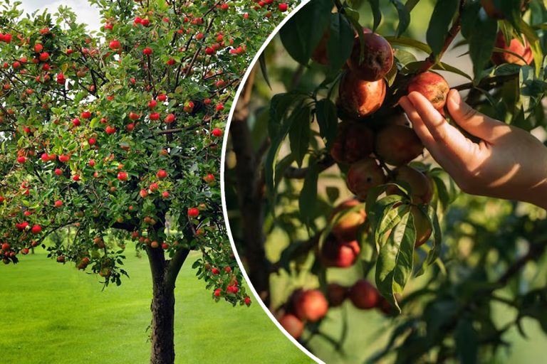 De ce nu rodesc pomii fructiferi, de fapt. Principalele cauze. Ce e important să faci în această situație