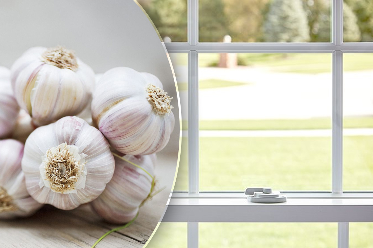De ce să pui câțiva căței de usturoi la fereastră