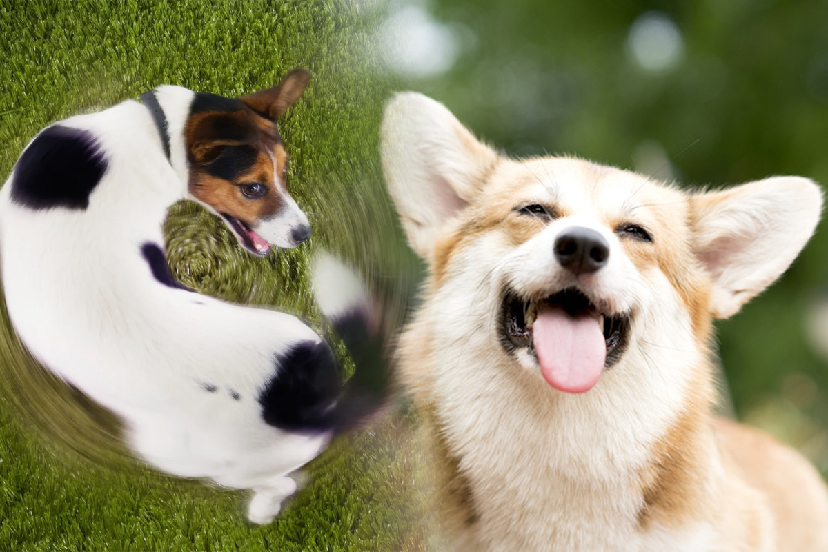 De ce se învârte câinele după coadă, de fapt