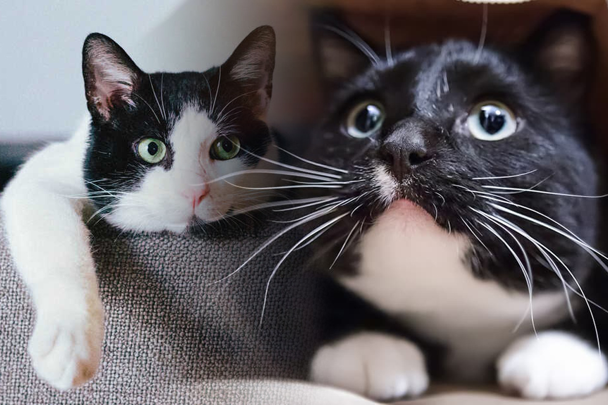 De ce se tem pisicile cel mai mult