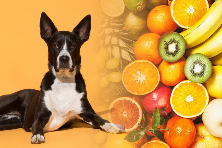 Fructul pe care câinele tău nu ar trebui să-l consume niciodată. Specialiștii avertizează, puțini știu asta