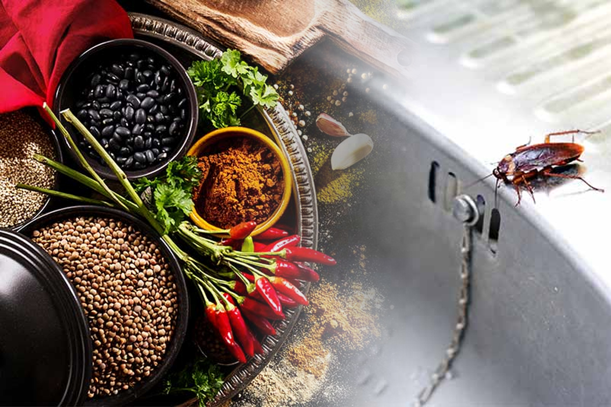 Metoda care te scapă definitiv de gândaci