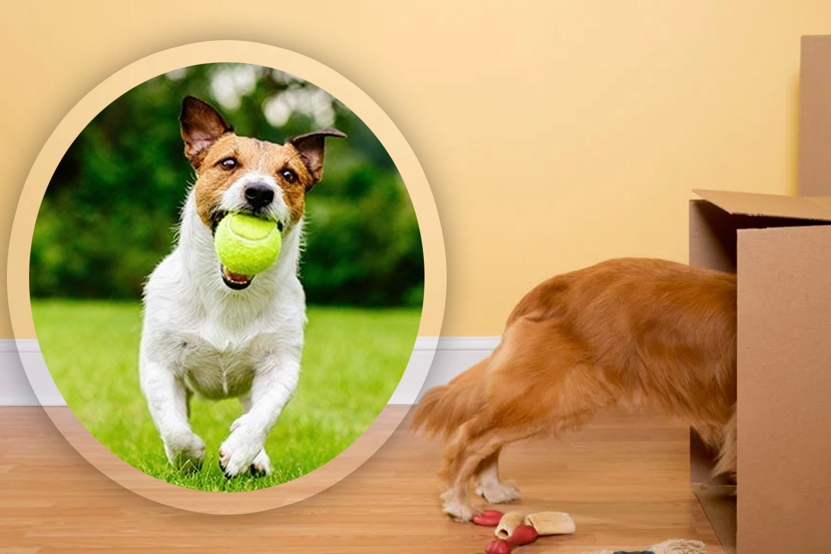 Motivul pentru care câinele tău ascunde lucruri prin casă