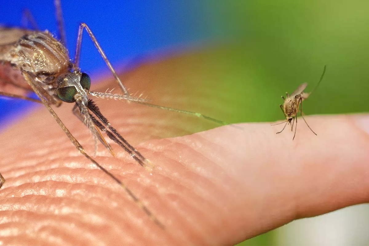 Pe cine inteapa tantarii, de fapt. Grupa de sange pe care o prefera