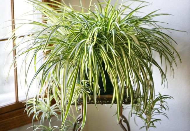 Planta de apartament care aduce noroc. Atrage banii și dragostea în viața ta