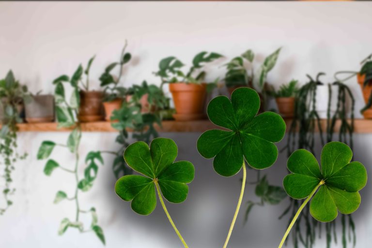 Plante care aduc fericire și bunăstare. Trebuie să le ai în casă, sunt considerate adevărate talismane norocoase