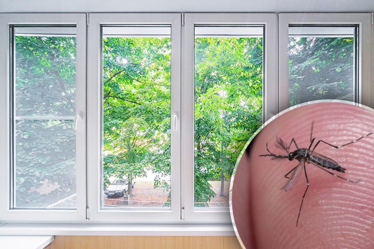 Trucul care ține țânțarii la distanță. Ce e bine să așezi în jurul ferestrelor. Metoda e de mare ajutor