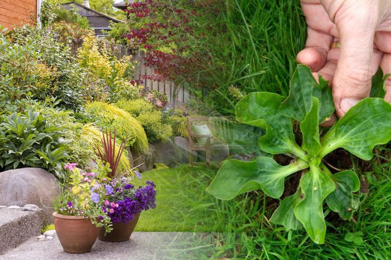 Trucul mai puțin știut care elimină complet buruienile din grădină. Te vor invidia toți vecinii