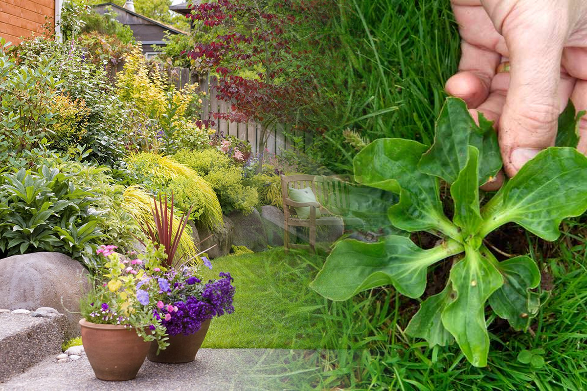 Trucul mai puțin știut care elimină complet buruienile din grădină. Te vor invidia toți vecinii