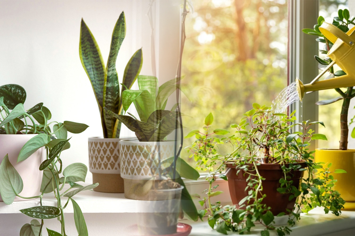 Trucul pentru a va metine florile de interior mereu inflorite. Cu ce trebuie sa le stropesti, de fapt, pentru rezultate extraordinare