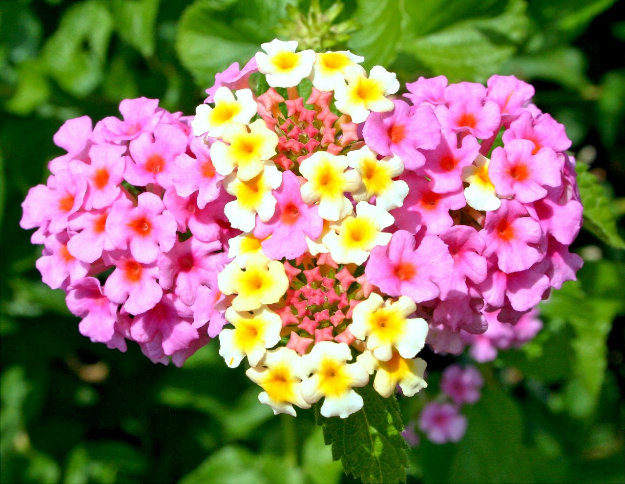 Lantana