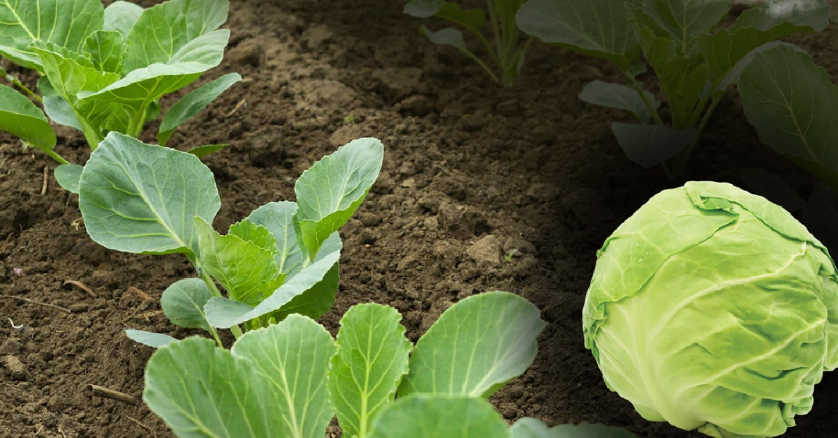 Cu ce trebuie stropite răsadurile de varză