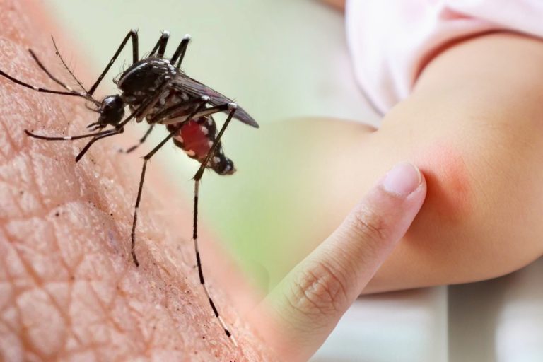 Planta care alungă țânțarii. Te protejează de înțepături, e aliatul ideal împotriva acestor insecte