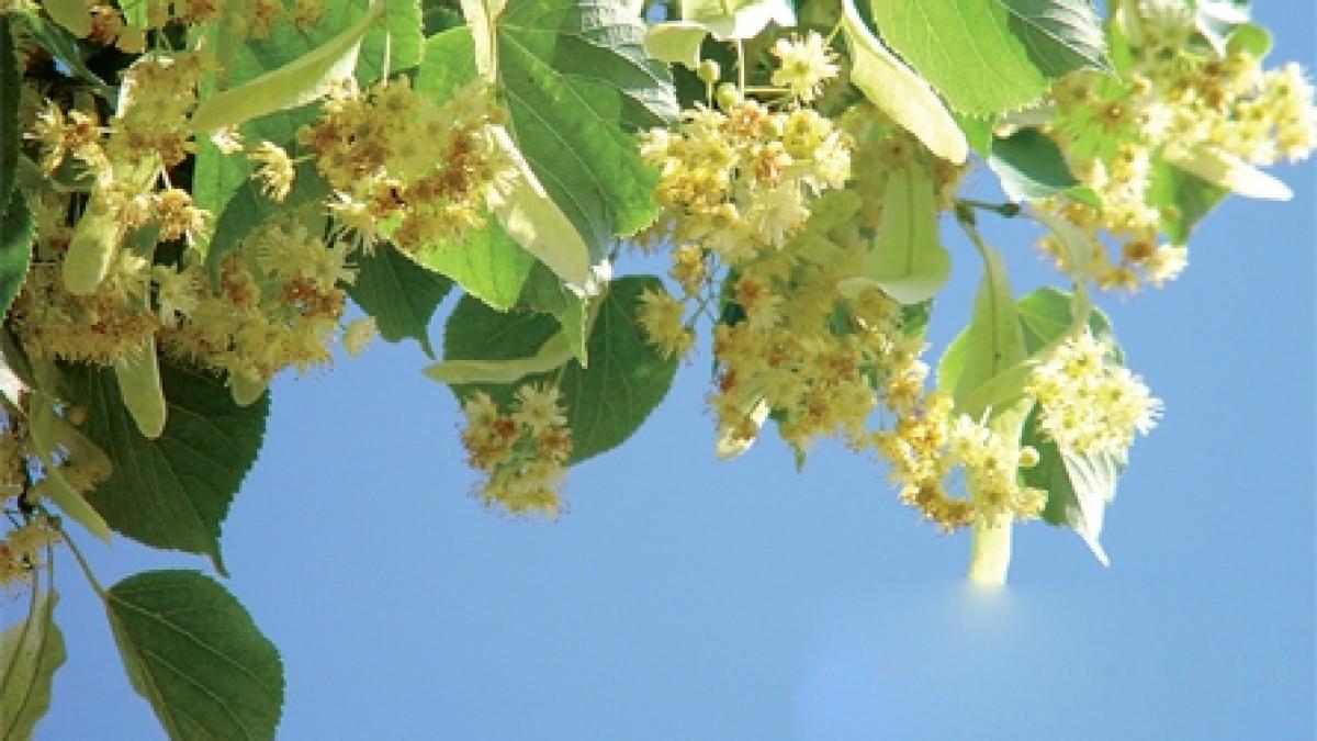 Cum se usucă corect florile de tei