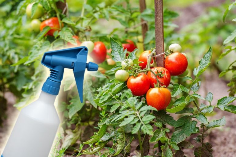 Cu ce se stropesc roșiile vara. Așa le protejezi de mană și de boli în sezonul cald