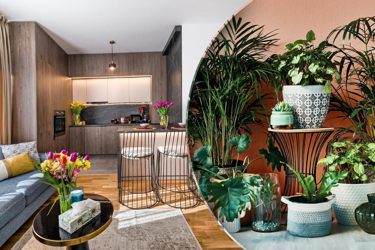 Unde sa pui plantele-talisman ca sa atragi fericirea si norocul in casa ta.